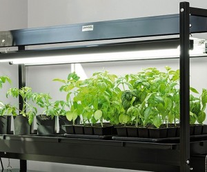 LED Grow Lights: Use in Greenhouses and Energy Efficiency
